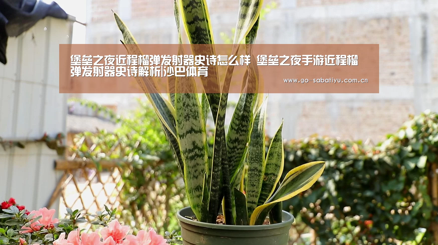 沙巴体育平台
